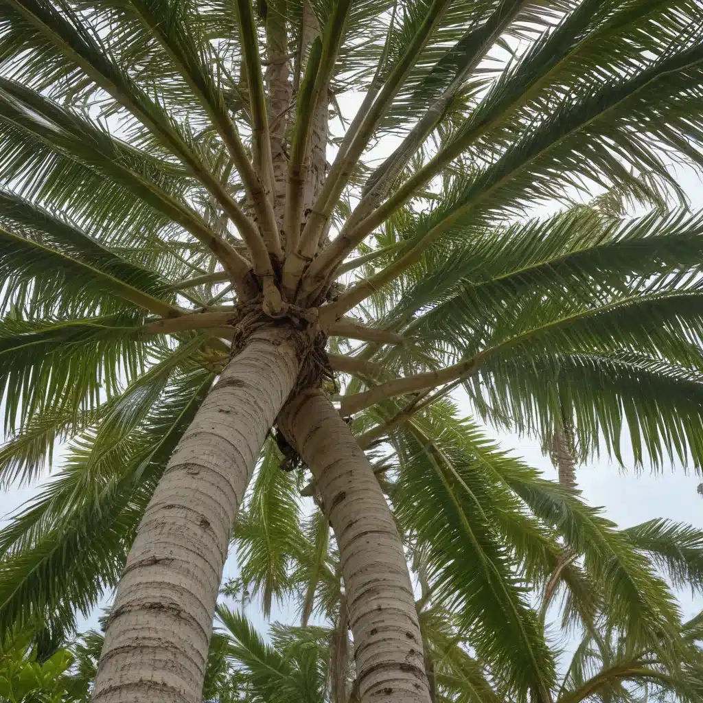 Maintaining Healthy Trees During Palm Beach County’s Hurricane Season