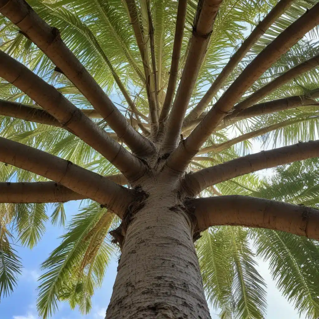 Navigating the Complexities of Tree Transplanting in Palm Beach County