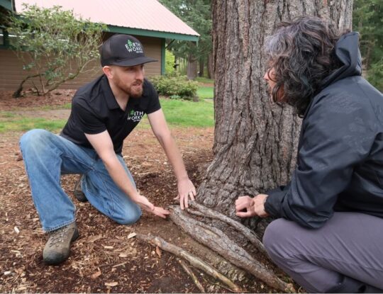 arborist-consultations-540x415