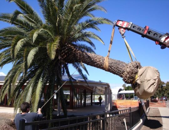 palm-tree-removal-540x415