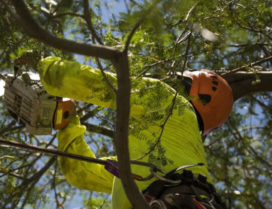 residential-tree-services-540x415